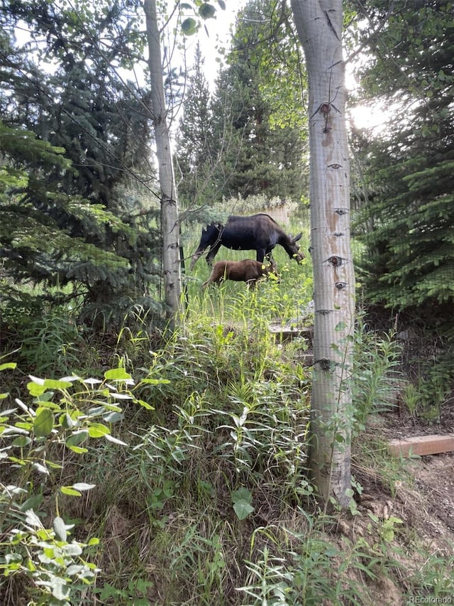 81 Gcr 461, Grand Lake, CO 80447 - view of undeveloped land