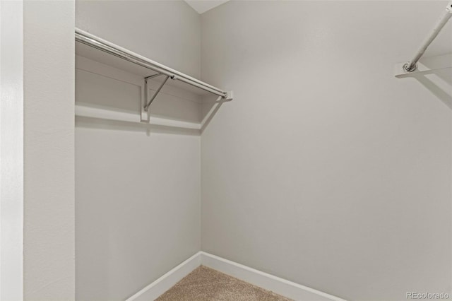 spacious closet with carpet flooring