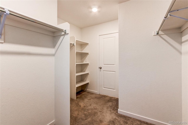 walk in closet with dark colored carpet