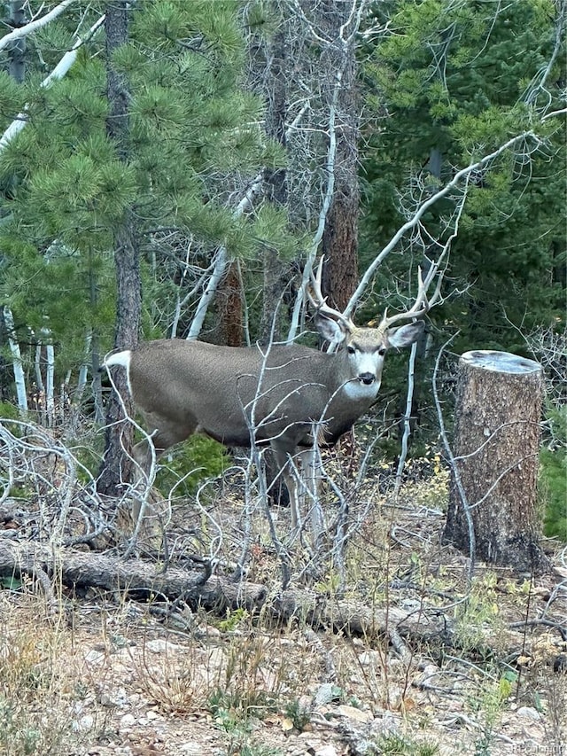 view of local wilderness