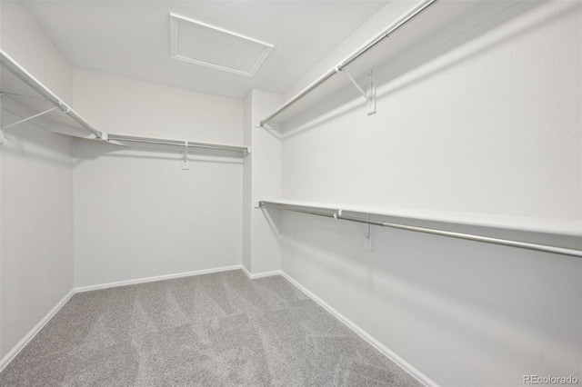 walk in closet with carpet flooring