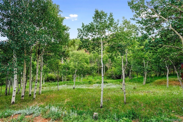 view of local wilderness