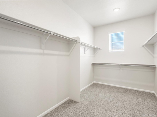 1612 Colorado River Dr, Windsor, CO 80550 - walk in closet with carpet floors