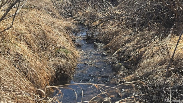 view of local wilderness