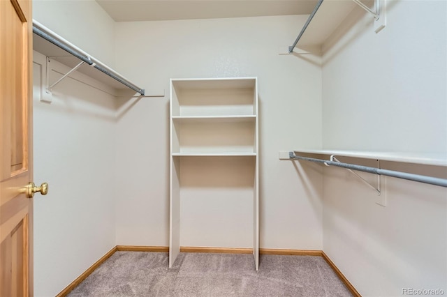 spacious closet featuring carpet flooring