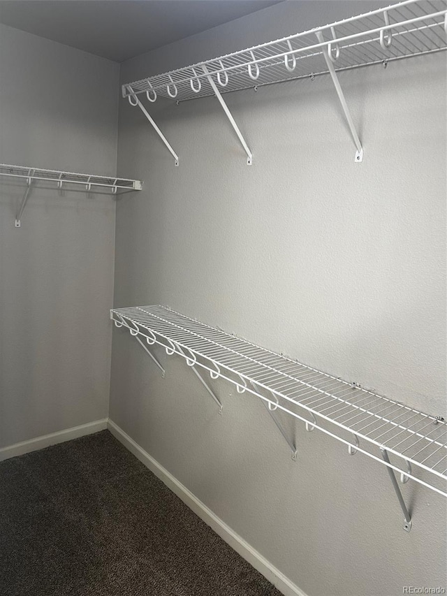 spacious closet featuring carpet