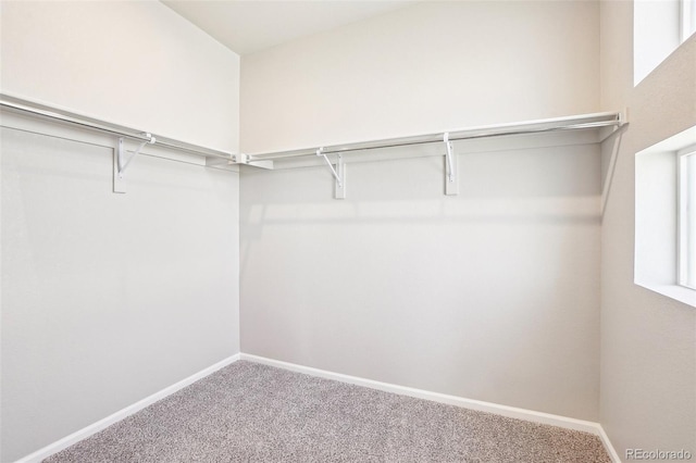 spacious closet with carpet floors