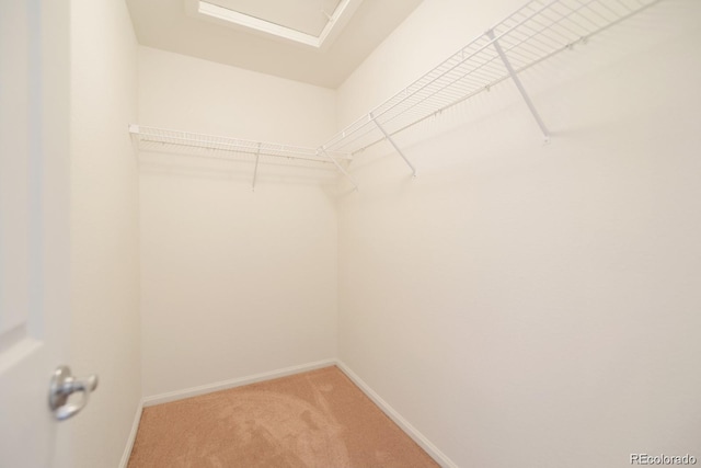 spacious closet featuring carpet floors