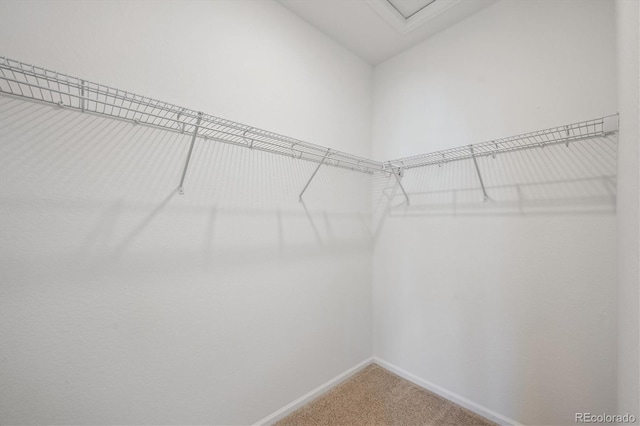 spacious closet featuring carpet flooring