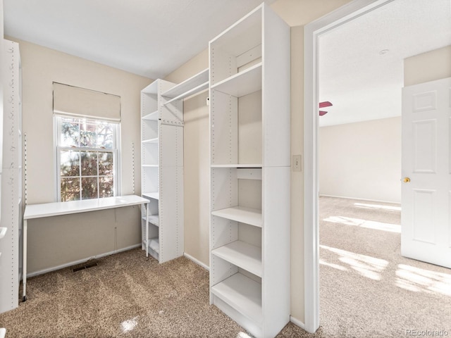 walk in closet featuring carpet floors