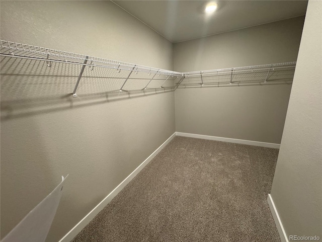 walk in closet featuring carpet floors