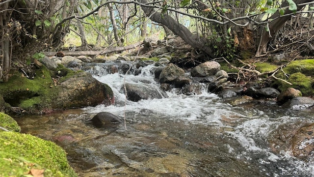 view of local wilderness
