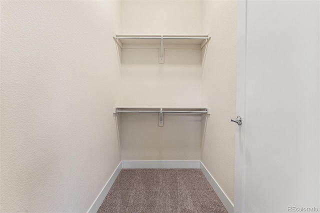 walk in closet with carpet flooring