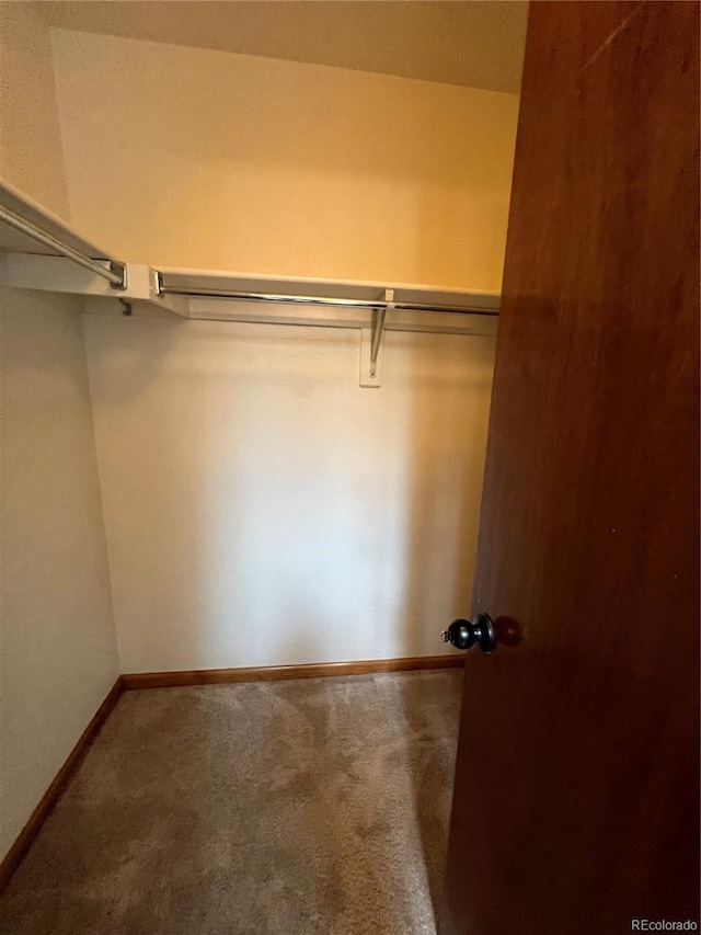 spacious closet featuring carpet flooring