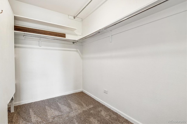 spacious closet featuring carpet