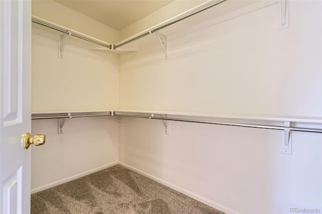 spacious closet featuring carpet