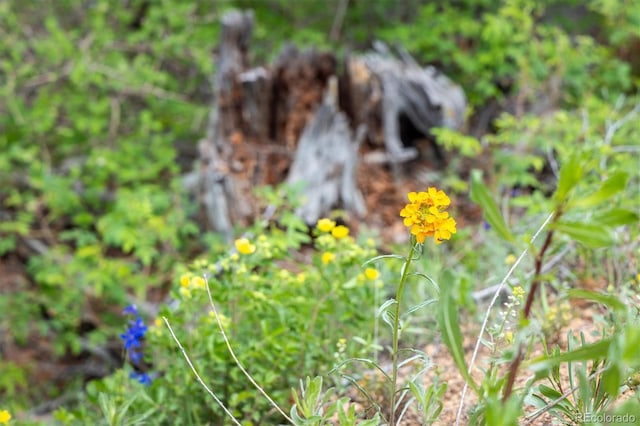 1259 Chute Rd, Golden, CO 80403 - photo 5