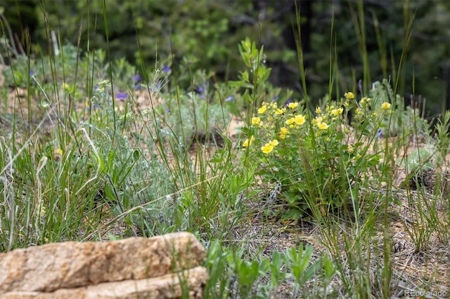 1259 Chute Rd, Golden, CO 80403 - photo 19