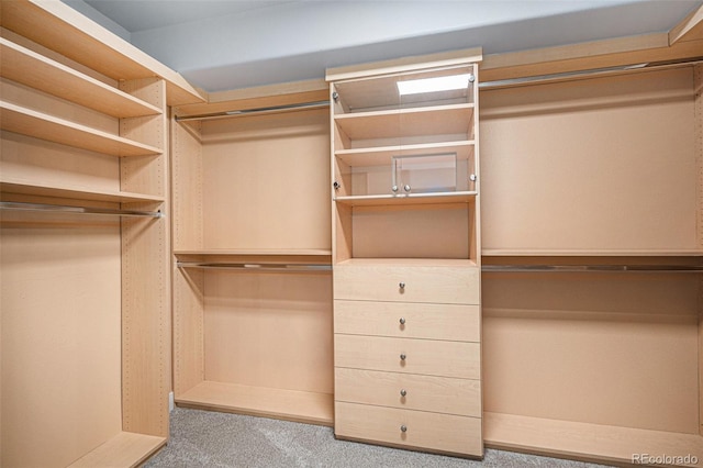 spacious closet featuring carpet flooring