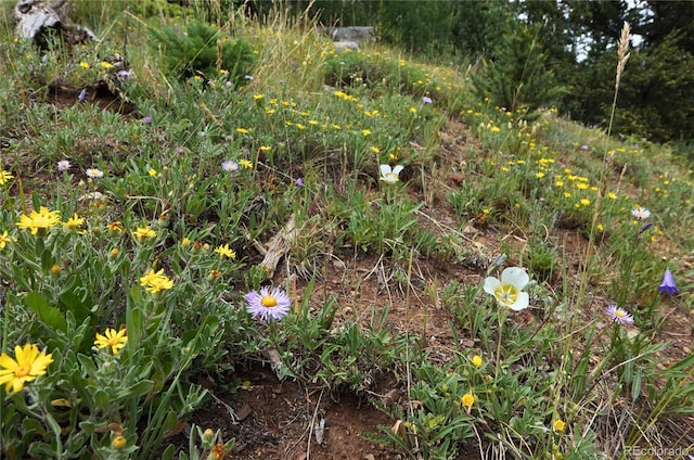 1275 Roberts Rd, Alma, CO 80420 - photo 12