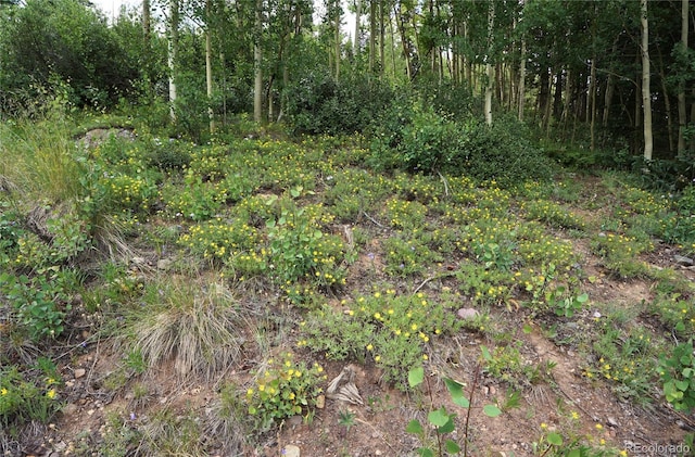 1275 Roberts Rd, Alma, CO 80420 - photo 33