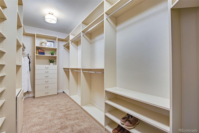 walk in closet featuring carpet floors