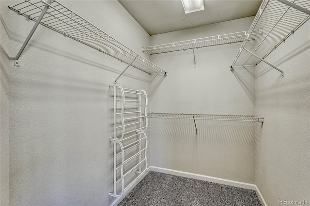 walk in closet featuring carpet flooring