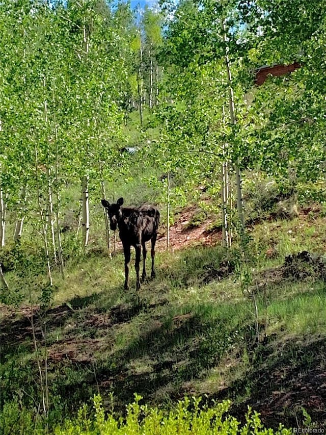 47 Lumberjack Rd, Fairplay, CO 80440 - view of local wilderness