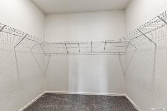 spacious closet featuring carpet