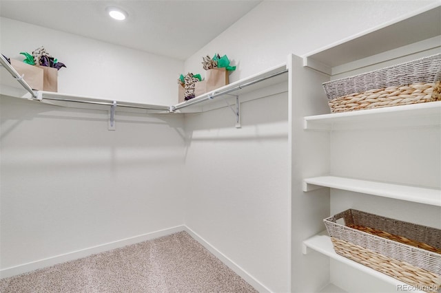 walk in closet with carpet flooring