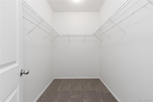 spacious closet featuring carpet