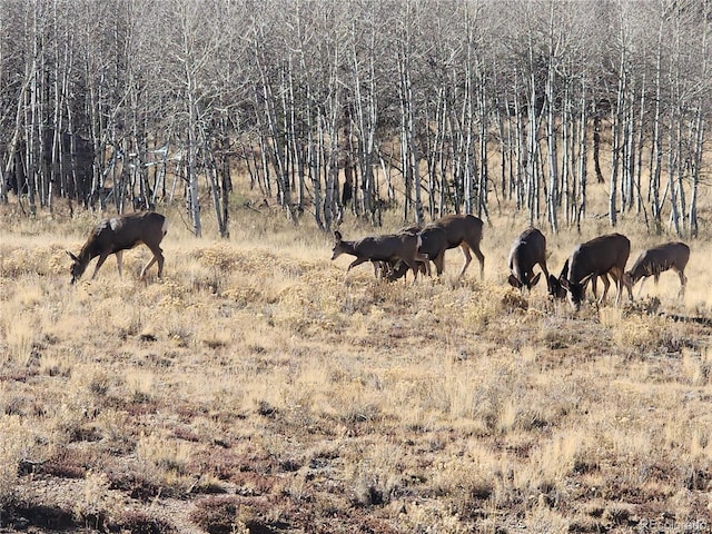 8802 Ranch Rd, Hartsel, CO 80449