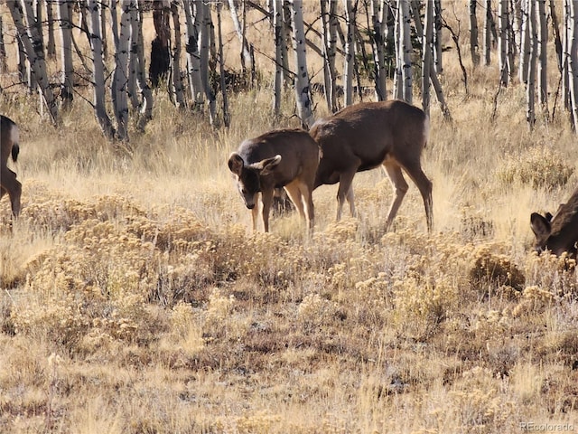 8802 Ranch Rd, Hartsel, CO 80449