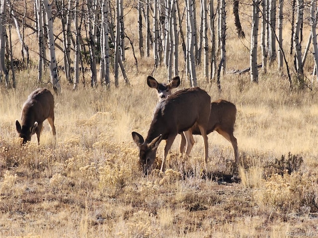 8802 Ranch Rd, Hartsel, CO 80449