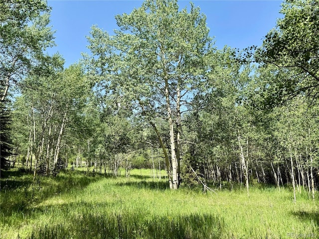 153 Gold Run Trl, Idaho Springs, CO 80452 - view of tree filled area