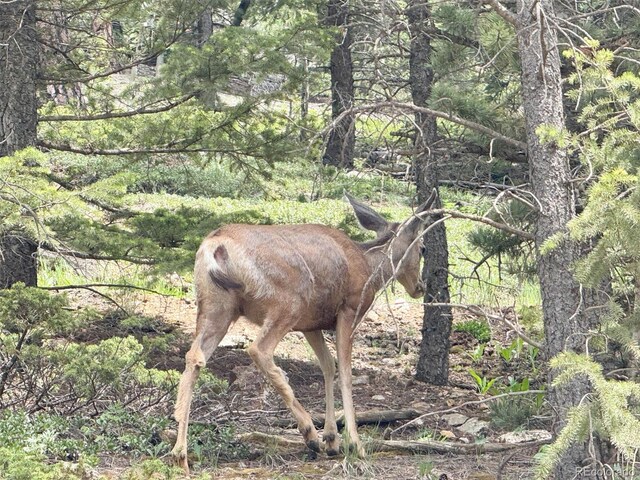 1700 Dory Hill Rd, Black Hawk, CO 80422 - photo 4
