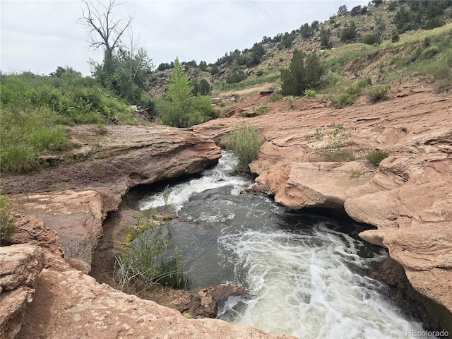 view of local wilderness