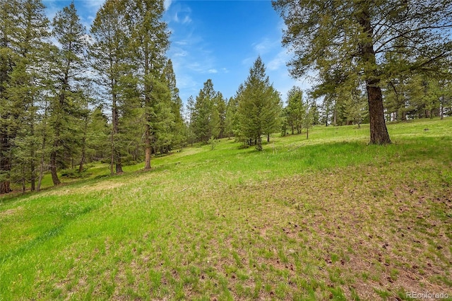 28065 Camel Heights Cir, Evergreen, CO 80439 - view of yard