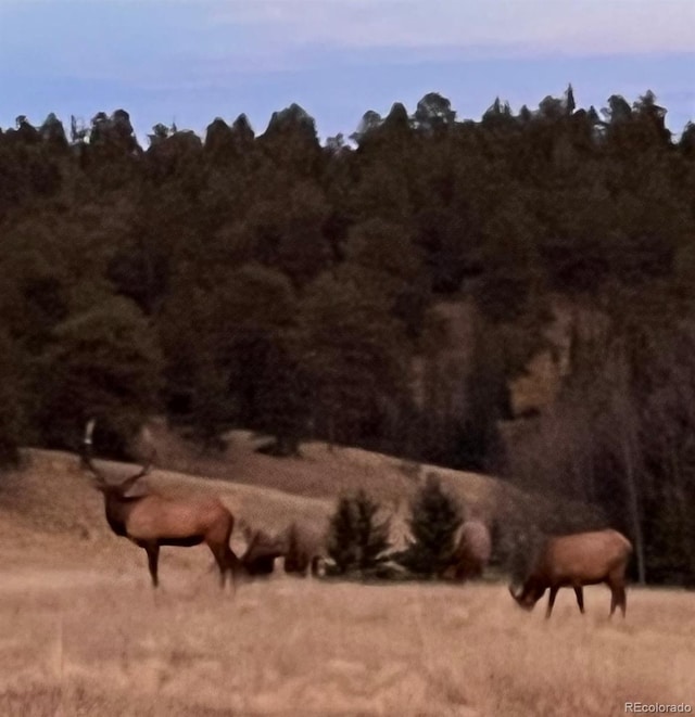 413 W Lake Dr, Divide, CO 80814 - view of undeveloped land