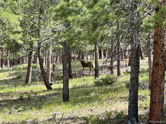 30385 National Forest Dr, Buena Vista, CO 81211