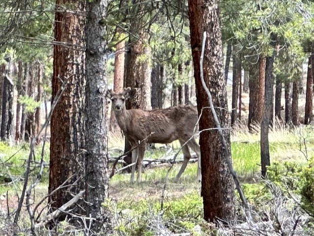30385 National Forest Dr, Buena Vista, CO 81211