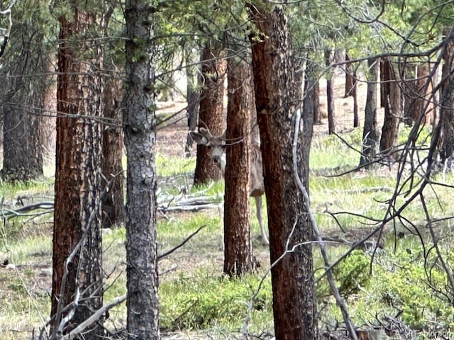 30385 National Forest Dr, Buena Vista, CO 81211