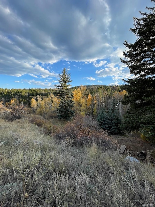 view of local wilderness