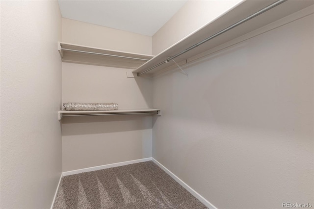 spacious closet featuring carpet floors