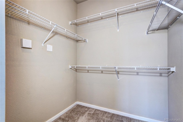 walk in closet featuring carpet flooring