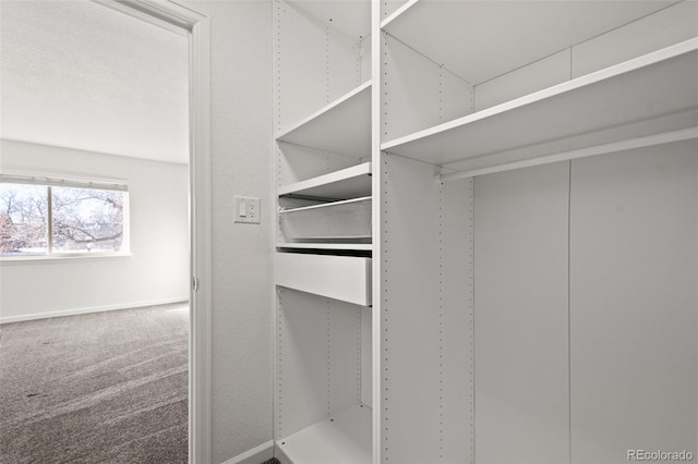 walk in closet featuring carpet flooring