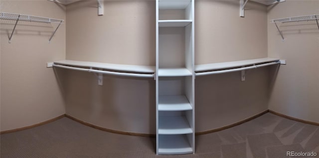 walk in closet with carpet floors