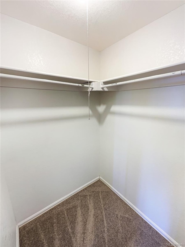 spacious closet featuring carpet