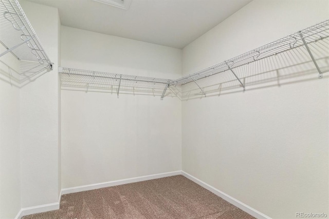 spacious closet featuring carpet