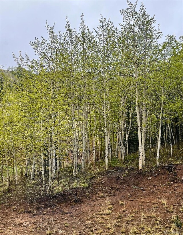 1536 County Road 1, Cripple Creek, CO 80813 - view of tree filled area